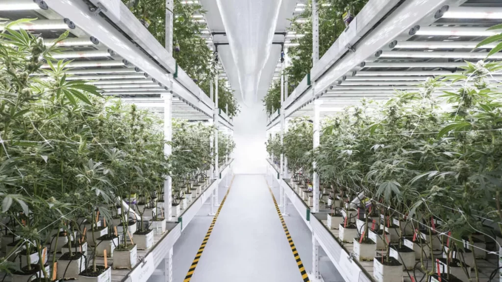 Floor Coating Solutions for Cannabis Facilities Floor Coating Solutions for Cannabis Facilities
